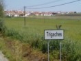 /album/diversas-fotos-de-trigaches/trigaches-04-jpg1/